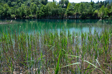 Obraz premium Reeds on the shore of a lake with forest