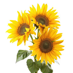 Obraz premium Three vibrant sunflowers in full bloom with green leaves, isolated