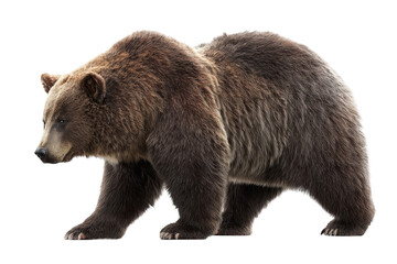 Brown grizzly bear walking, isolated on a transparent background