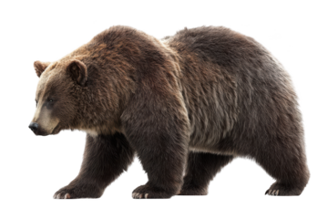 Brown grizzly bear walking, isolated on a transparent background