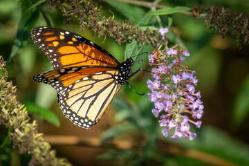 Monarch butterfly feeding on a purple lilac flower