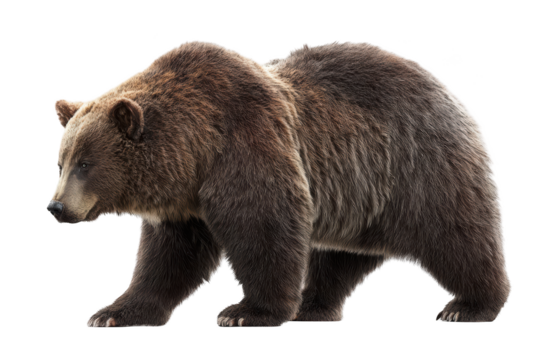 Brown grizzly bear walking, isolated on a transparent background