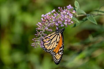 Monarch butterfly feeding on a purple lilac flower