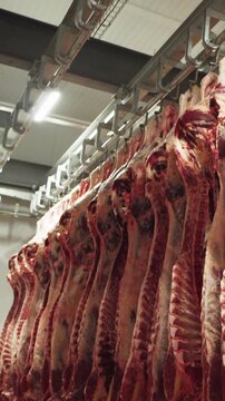 Hanging Meat Carcasses Within a Modern Meat Processing Plant and its Industrial Methods. Freshly hung meat carcasses are currently awaiting processing in a modern and wellequipped facility.