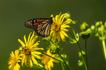 A Monarch butterfly feeding on a yellow flower