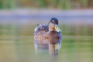 mallard duck on the surface of a pond in the morning light