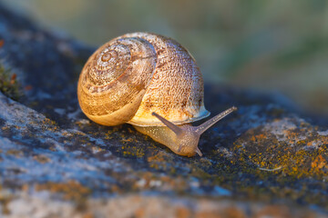 snail close-up in morning light