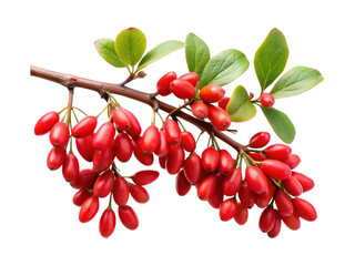 Branch full of vibrant red barberry fruits with fresh green leaves isolated