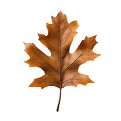  yellow orange and red autumn fall leaves, isolated on transparent background, maple leaf	