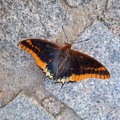 Farfalla