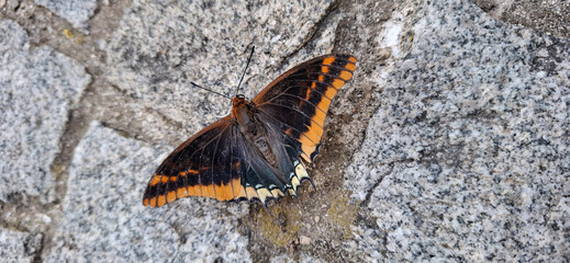 Farfalla