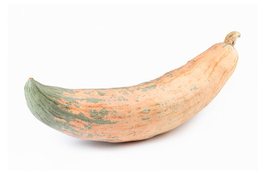 Candy Roaster Winter Squash Pumpkin Isolated on White