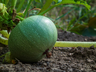 Small Green Pumpkin Growing on Ground