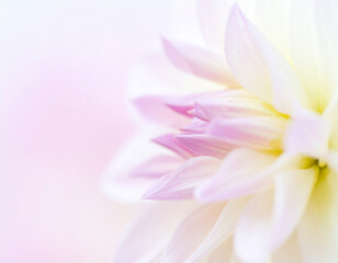 Fototapeta premium Side Angle of Elegant Dahlia Petals in Pastel Colors, Soft Focus Detail