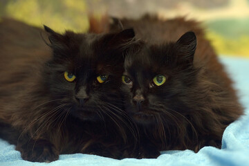 Two fluffy black cats lie side by side, cuddled together.  