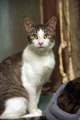 A shorthaired domestic cat with a white and brindle coloring sits and looks attentively straight into the camera.  
