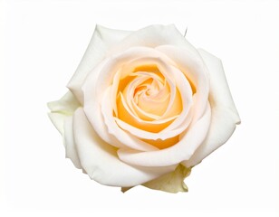 Fresh green leaf isolated on white background showing natural texture, eco-friendly concept, botanical detail, and organic freshness for health and nature designs