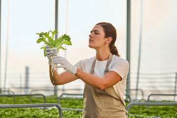 Focused female worker examines fresh lettuce roots in a modern, sustainable hydroponic farm with abundant light.