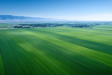 Obraz premium Expansive green agricultural fields stretch across the landscape under a clear blue sky, showcasing the beauty of rural farming and nature's bounty