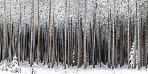 Snow-covered forest with tall, evenly spaced trees creating a serene winter scene. Ontario, Canada