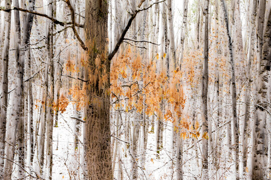 Winter forest scene with snow-covered ground and vibrant orange leaves among bare trees. Ontario, Canada