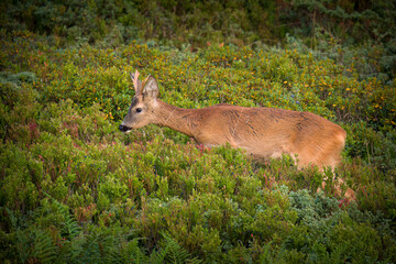 a roe buck yearling on a mountain meadow with juniper and blueberries, at a sunny summer morning