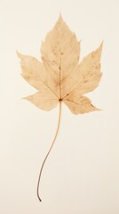 PNG Real pressed autumn leaf plant tree simplicity.