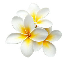 frangipani flower isolated [Transparent Background PNG].