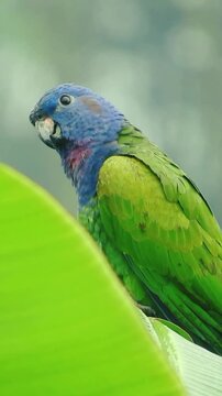 blue and yellow macaw