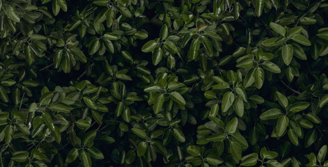 abstract green leaf texture, nature background, tropical leaf	