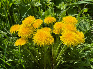 Dandelion yellow flowers
