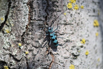 Blue Longhorn Beetle with Black Spots (Rosalia batesi) in Japan
