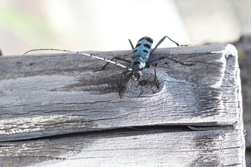 Blue Longhorn Beetle with Black Spots (Rosalia batesi) in Japan