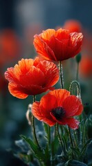 Fototapeta premium Vibrant Red Poppy Flowers Blooming in a Field, Close-up Floral Photography