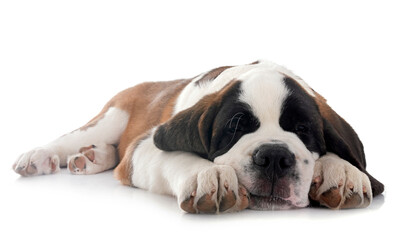 Fototapeta premium puppy saint bernard in studio