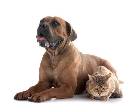 bengal cat and cane corso in studio