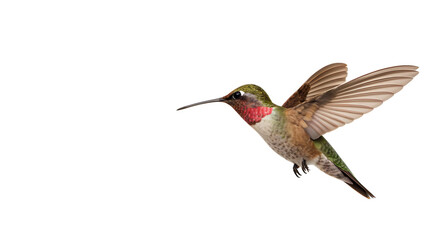 Fototapeta premium Hummingbird in bird flight near flower – cut out isolated PNG. AI GENERATED.