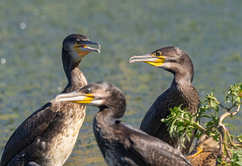Great Cormorant (Phalacrocorax carbo) in summertime, at a small lake in Skane, southern Sweden.
