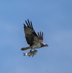 Osprey (Pandion haliaetus) flying with prey (fish) against blue sky, in southern Sweden.