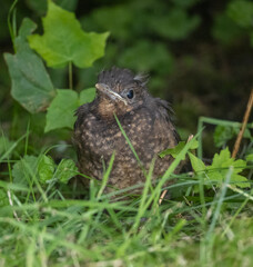 Young Blackbird (Turdus merula) who just left the nest. Southern Sweden.