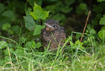 Young Blackbird (Turdus merula) who just left the nest. Southern Sweden.