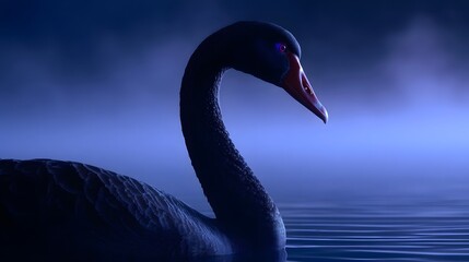 Fototapeta premium Majestic swan gliding across a dark, moody lake