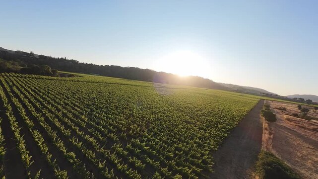 Napa Valley Vineyard FPV Drone Flight &mdash; Thrilling high-speed aerial skimming over grapevine rows into the sunrise