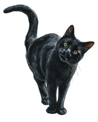 Halloween watercolor black cat isolated on transparent background