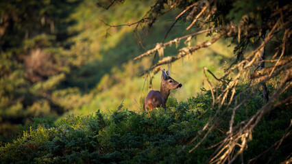 a roe buck yearling on a mountain meadow with juniper and blueberries, at a sunny summer morning © DoreenB. Photography