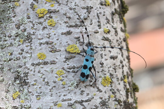 Blue Longhorn Beetle with Black Spots (Rosalia batesi) in Japan