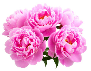 Naklejka premium Stunning Pink Peonies in Full Bloom, isolated on transparent background PNG