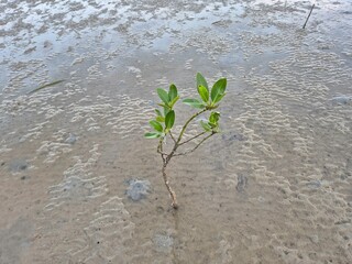 Mangrove tree seedlings on the beach in the afternoon when the sea water recedes
