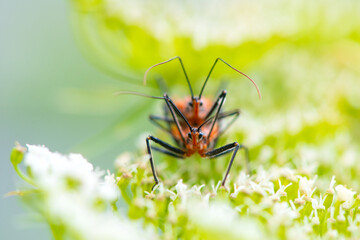 Red stink bug mating on a plant in the wild