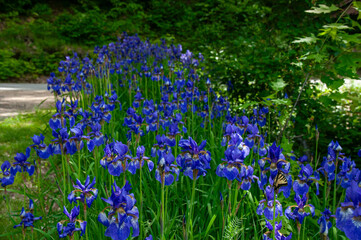 Obraz premium A beautiful patch of vibrant blue iris flowers in full bloom with a swallowtail butterfly in focus. The flowers recede into a lush green backdrop of trees, creating a peaceful and serene garden scene.